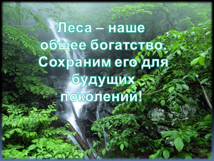 Защита аншлага "Сохраним русский лес" - Скачать школьные презентации PowerPoint бесплатно | Портал бесплатных презентаций school-present.com