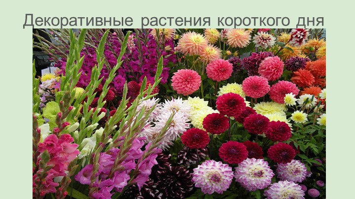 Презентация для дополнительных занятий по биологии (7 класс) - Скачать школьные презентации PowerPoint бесплатно | Портал бесплатных презентаций school-present.com