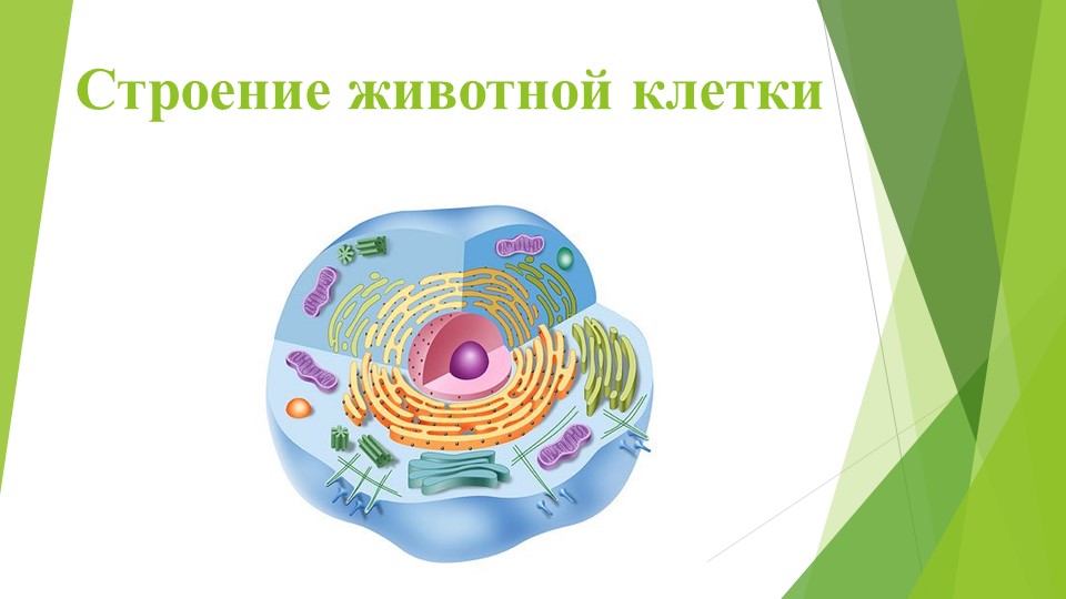 Презентация "Строение животной клетки" - Скачать школьные презентации PowerPoint бесплатно | Портал бесплатных презентаций school-present.com