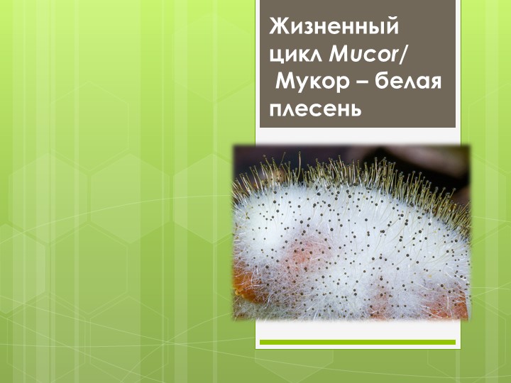 Жизненный цикл Mucor/ Мукор – белая плесень - Скачать школьные презентации PowerPoint бесплатно | Портал бесплатных презентаций school-present.com