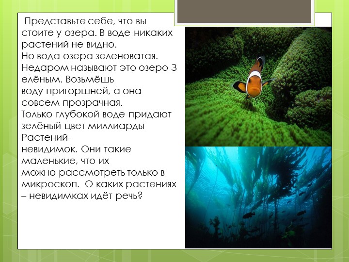 Презентация по биологии на тему "общая характеристика водорослей" (7 класс) - Скачать школьные презентации PowerPoint бесплатно | Портал бесплатных презентаций school-present.com