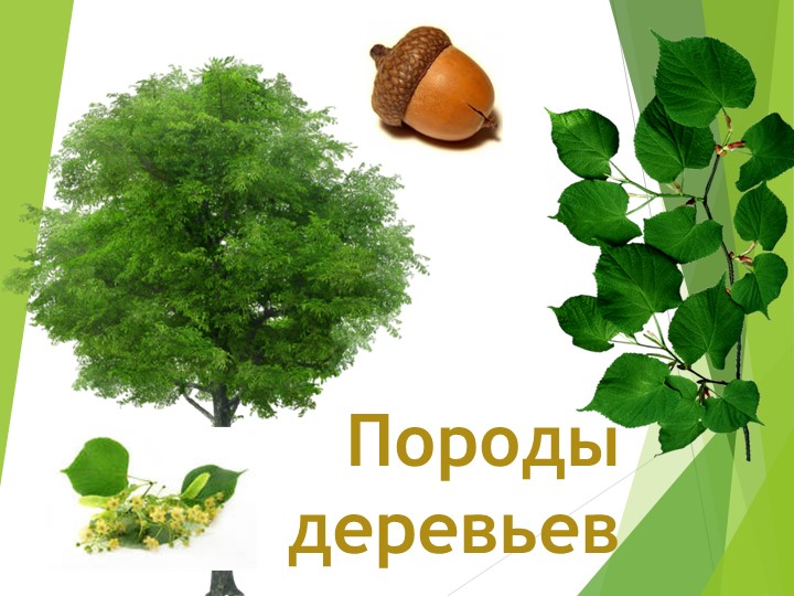 Презентация "Хвойные и лиственные деревья" - Скачать школьные презентации PowerPoint бесплатно | Портал бесплатных презентаций school-present.com