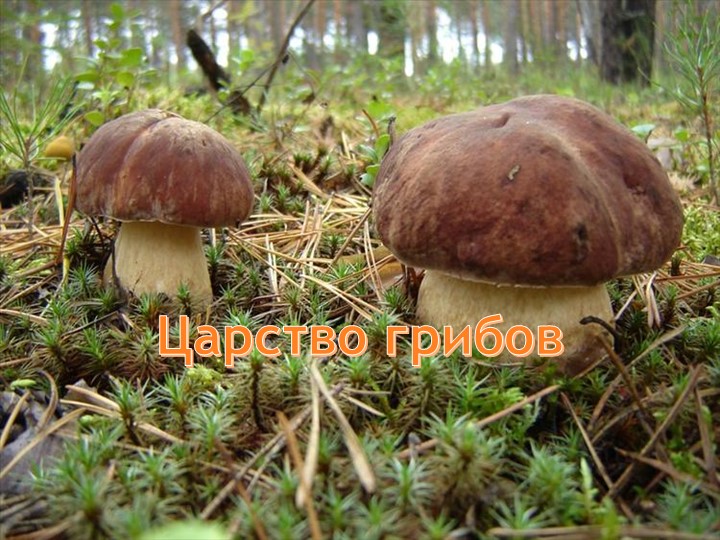 Презентация по экологии.Подготовительная группа "Царство грибов" - Скачать школьные презентации PowerPoint бесплатно | Портал бесплатных презентаций school-present.com