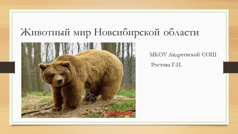 Презентация "Животный мир Новосибирской области" - Скачать школьные презентации PowerPoint бесплатно | Портал бесплатных презентаций school-present.com