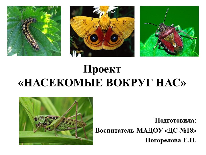 Презентация "Насекомые" вторая младшая группа - Скачать школьные презентации PowerPoint бесплатно | Портал бесплатных презентаций school-present.com