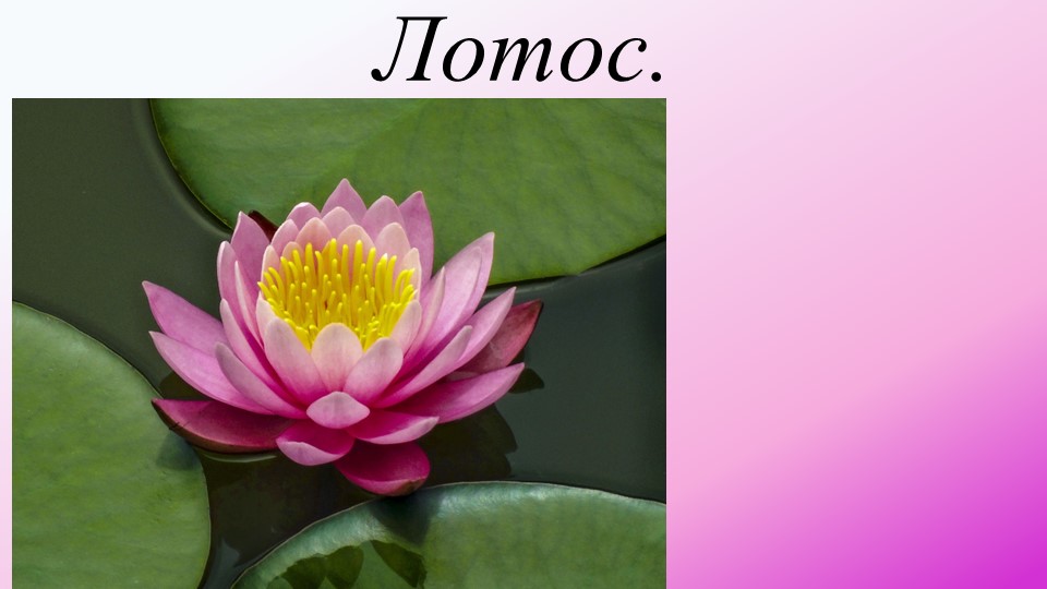 Водоём и его обитатели. Лотос. - Скачать школьные презентации PowerPoint бесплатно | Портал бесплатных презентаций school-present.com