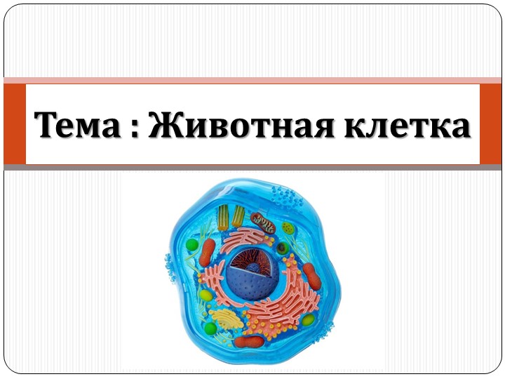 Презентация на тему Животная клетка - Скачать школьные презентации PowerPoint бесплатно | Портал бесплатных презентаций school-present.com