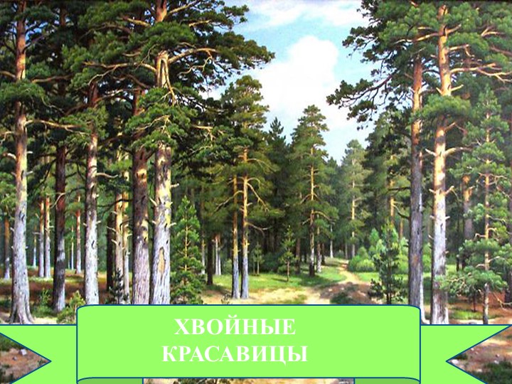 Презентация по окружающему миру "Хвойные красавицы" для дошкольников - Скачать школьные презентации PowerPoint бесплатно | Портал бесплатных презентаций school-present.com