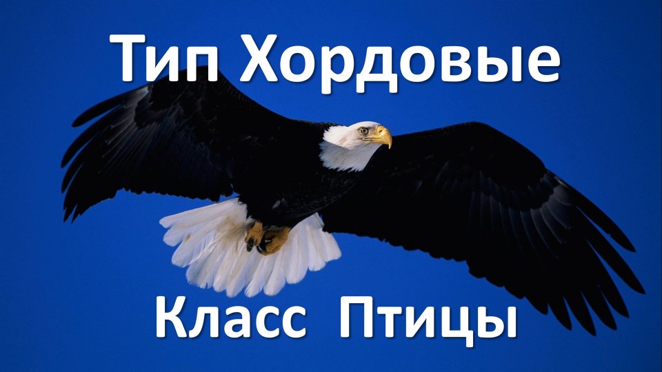 Тип Хордовые, класс Птицы - Скачать школьные презентации PowerPoint бесплатно | Портал бесплатных презентаций school-present.com