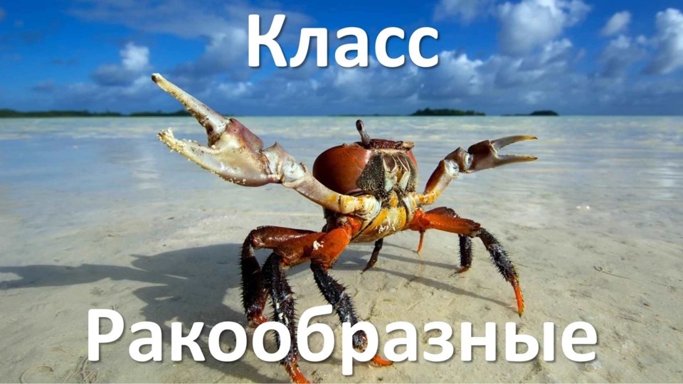 Тип Членистоногие, класс Ракообразные - Скачать школьные презентации PowerPoint бесплатно | Портал бесплатных презентаций school-present.com