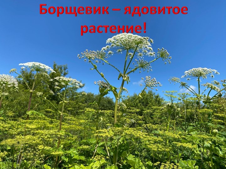 Презентация по окружающему миру 3 класс "Борщевик-ядовитое растение" - Скачать школьные презентации PowerPoint бесплатно | Портал бесплатных презентаций school-present.com