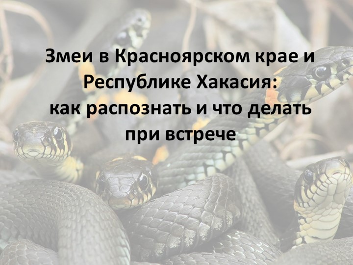 Презентация на тему "Змеи Красноярского края и Республики Хакасия" - Скачать школьные презентации PowerPoint бесплатно | Портал бесплатных презентаций school-present.com
