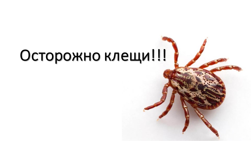 Презентация по теме "Осторожно, клещи" - Скачать школьные презентации PowerPoint бесплатно | Портал бесплатных презентаций school-present.com