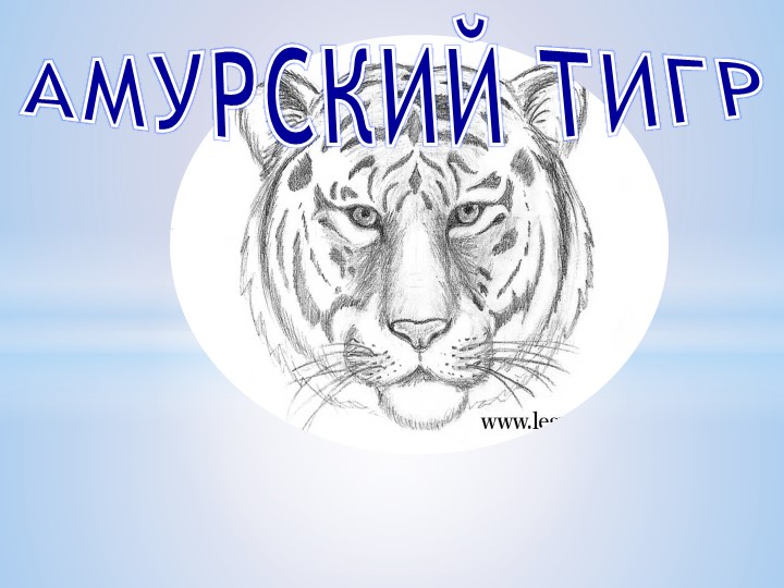 Презентация "Этот удивительный Амурский тигр" - Скачать школьные презентации PowerPoint бесплатно | Портал бесплатных презентаций school-present.com
