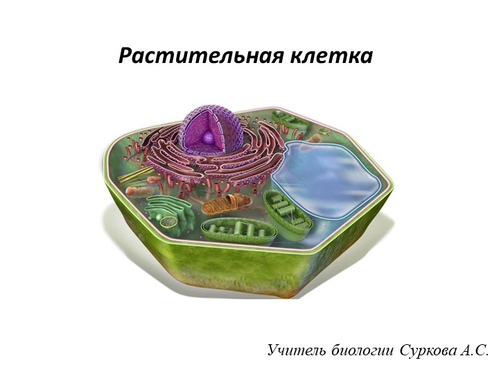 Изучение растительной клетки под световым микроскопом: клеточная оболочка, ядро, цитоплазма (пластиды, митохондрии, вакуоли с клеточным соком). (6 класс) - Скачать школьные презентации PowerPoint бесплатно | Портал бесплатных презентаций school-present.com