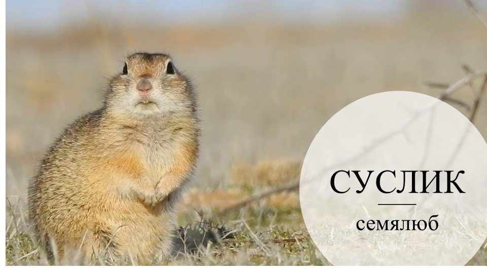 Презентация по окружающему миру 3 класс "Суслик" - Скачать школьные презентации PowerPoint бесплатно | Портал бесплатных презентаций school-present.com