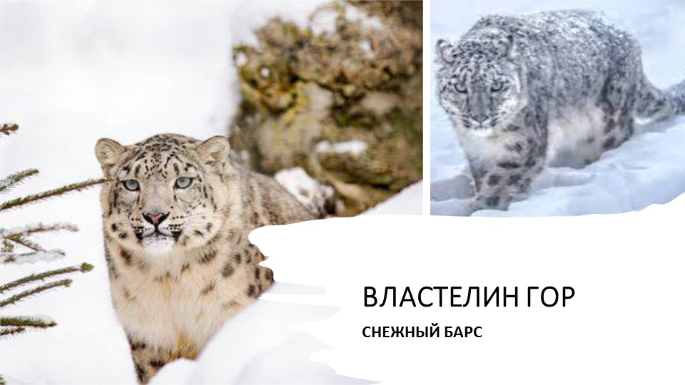 Презентация по окружающему миру 3 класс "Снежный барс". - Скачать школьные презентации PowerPoint бесплатно | Портал бесплатных презентаций school-present.com