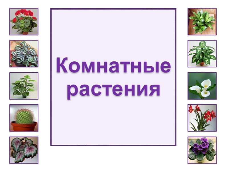 Презентация -альбом "Цветы в начальной школе" - Скачать школьные презентации PowerPoint бесплатно | Портал бесплатных презентаций school-present.com
