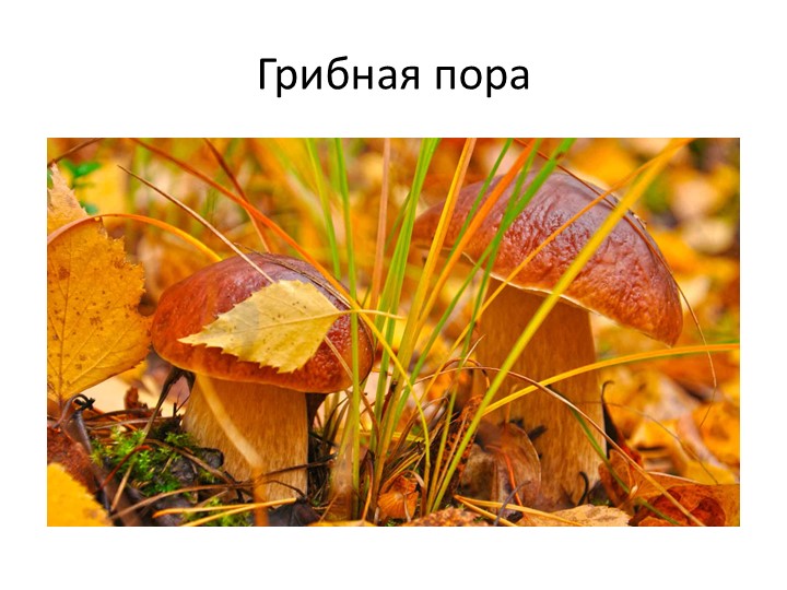 Презентация по окружающему миру, на тему:" Грибная пора" - Скачать школьные презентации PowerPoint бесплатно | Портал бесплатных презентаций school-present.com