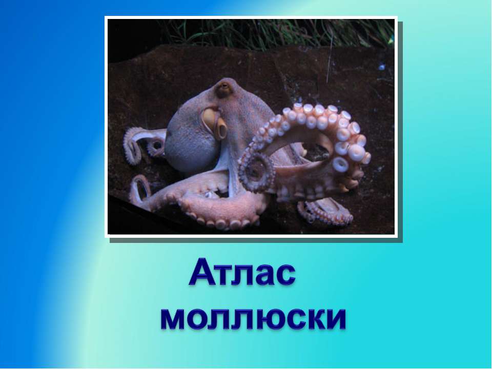 Атлас моллюски