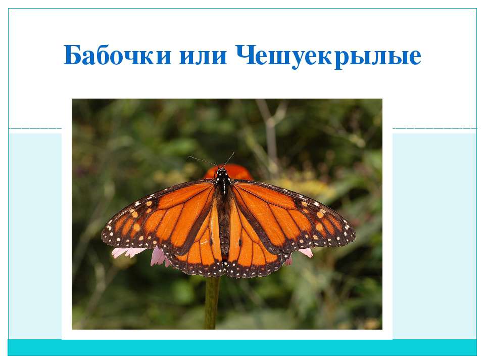 бабочки или чешуекрылые